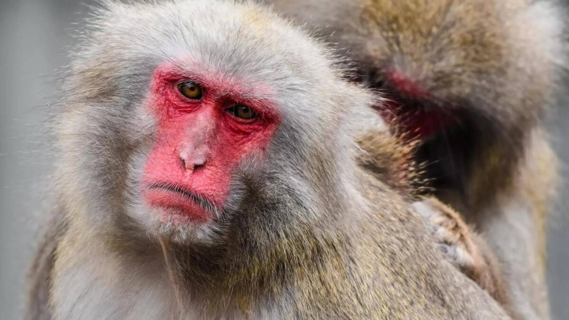 全球猴子都疯了！？日本猕猴连环入室“行凶”，印度野猴抢走杀害婴儿