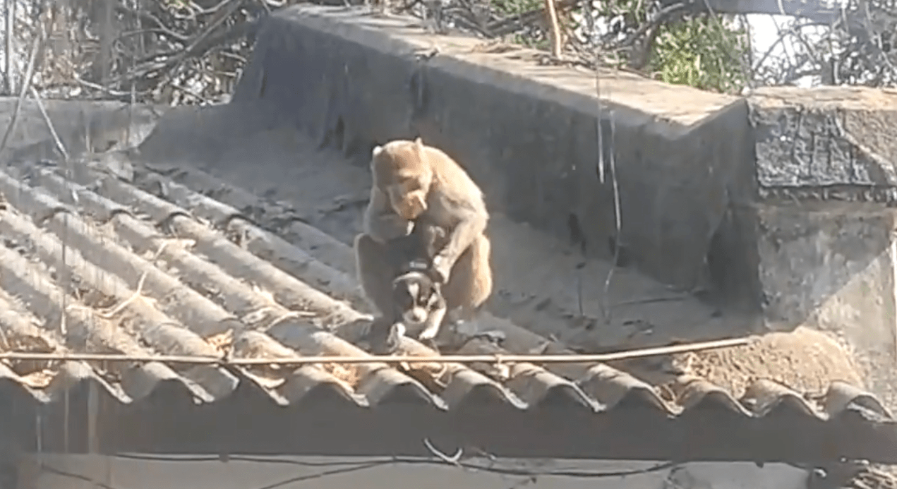 全球猴子都疯了！？日本猕猴连环入室“行凶”，印度野猴抢走杀害婴儿
