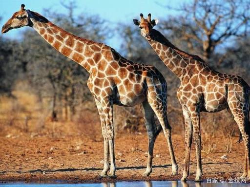 长颈鹿是世界上脖子最长的动物(世界上最高的动物是长颈鹿,有一只长颈鹿高5米)