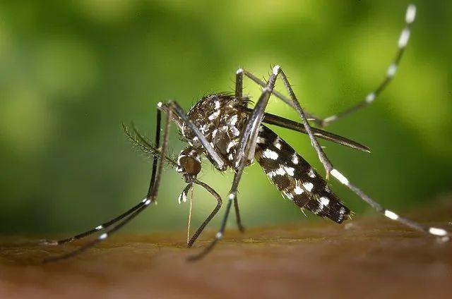 南方蚊子变少了?或热死或北上避暑，什么原因