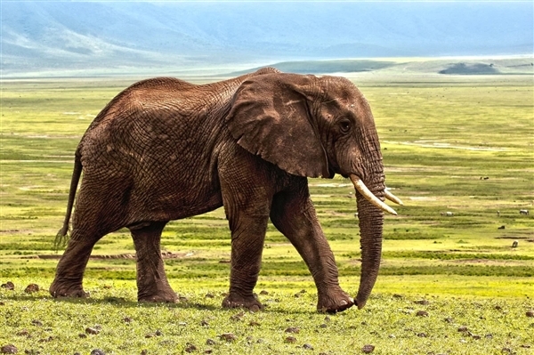 泰国一大象被迫烈日下工作发狂：用象牙杀死主人