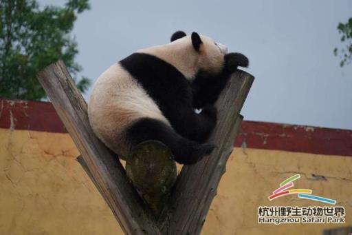 正式入秋！杭州野生动物世界的“毛孩子”出门撒欢啦