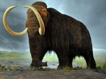 世界上最大的大象有多大图片(世界上最大的大象有多重)