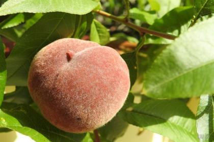 桃子和西瓜能一起吃吗什么人不适宜吃西瓜