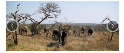 非洲象的特点和生活特征(非洲象的特点有哪些)