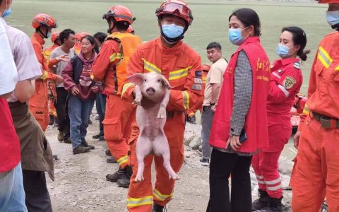 泸定地震中的“猪坚强”：从水上救援通道上游被冲下，消防员双手将其捞起