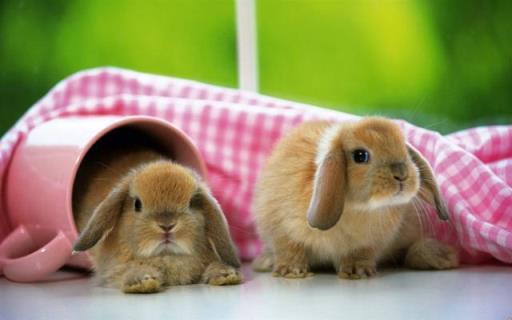 为什么外面的小兔子养不活(兔子不喜欢在哪里生活)