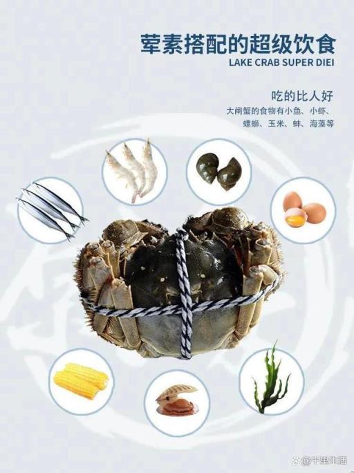 天下第一鲜，阳澄湖大闸蟹，做“第一个吃螃蟹的人”，高品质王者