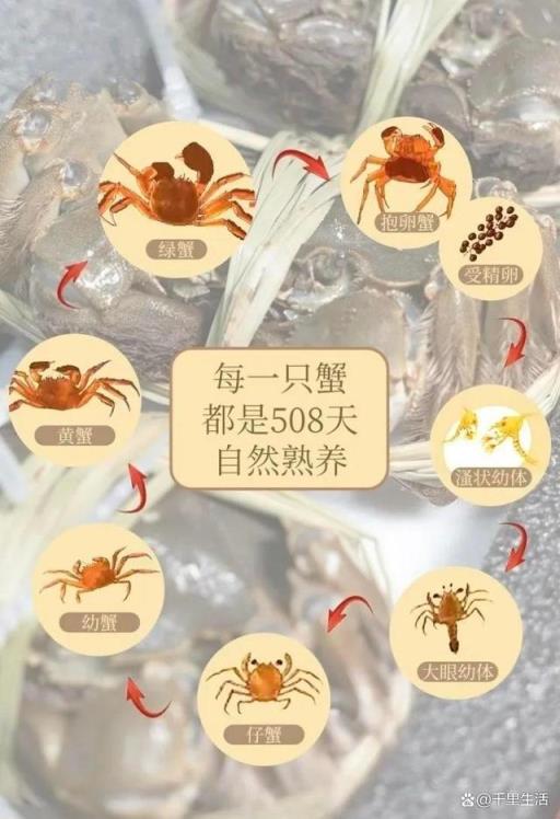 天下第一鲜，阳澄湖大闸蟹，做“第一个吃螃蟹的人”，高品质王者