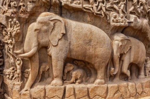 非洲象的特点和生活特征(非洲象的特点有哪些)