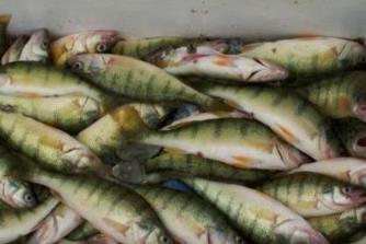 美国人最爱吃的10种鱼,华人竟很多都没见过！滑嫩肥鲜,回味无穷
