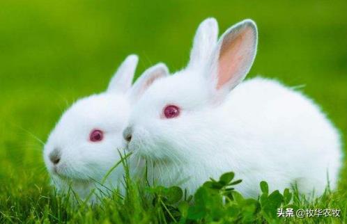 养一千只兔子一年利润(兔子的养殖效益分析)