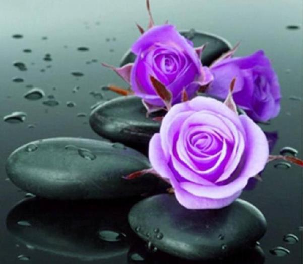 紫玫瑰花语紫玫瑰花语是什么