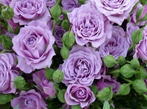 紫玫瑰花语紫玫瑰花语是什么