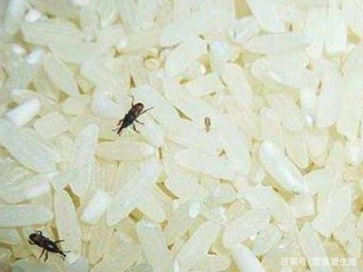 家里大米放久了会生虫,教你一个窍门,大米放多久都不会生虫