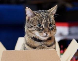 薛定谔的猫到底是怎样一只猫？为何它如此出名？
