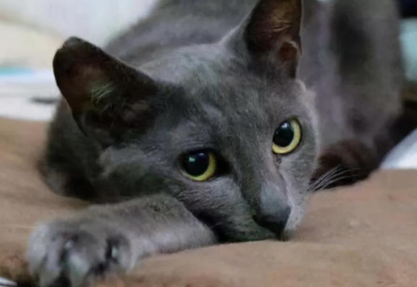 俄罗斯蓝猫多少钱一只幼崽(俄罗斯蓝猫养了后悔了)