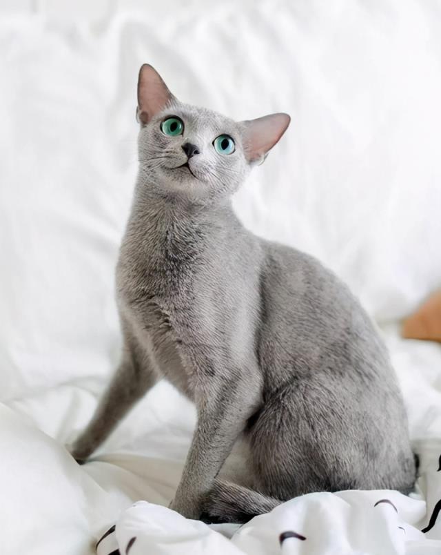 俄罗斯蓝猫多少钱一只幼崽(俄罗斯蓝猫养了后悔了)