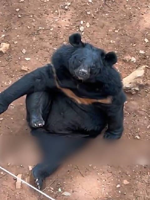 动物园三头黑熊躺平跷二郎腿 姿势各异让网友笑喷：成精了吗