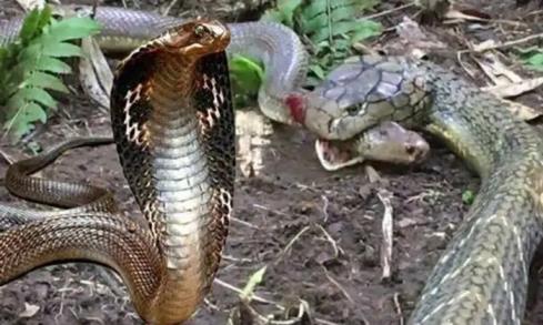农村最毒的蛇是什么蛇(农村常见的毒蛇图片一览)