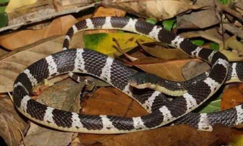 农村最毒的蛇是什么蛇(农村常见的毒蛇图片一览)