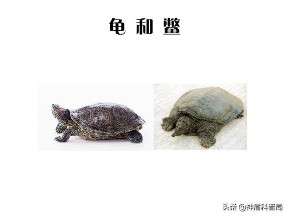 乌龟和海龟的区别在哪里图片(乌龟和海龟的区别在哪里)