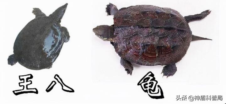 乌龟和海龟的区别在哪里图片(乌龟和海龟的区别在哪里)