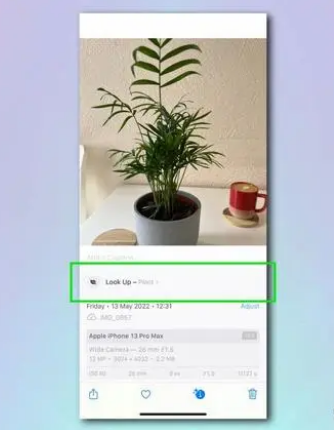 如何使用 iPhone 相机识别植物和花卉？