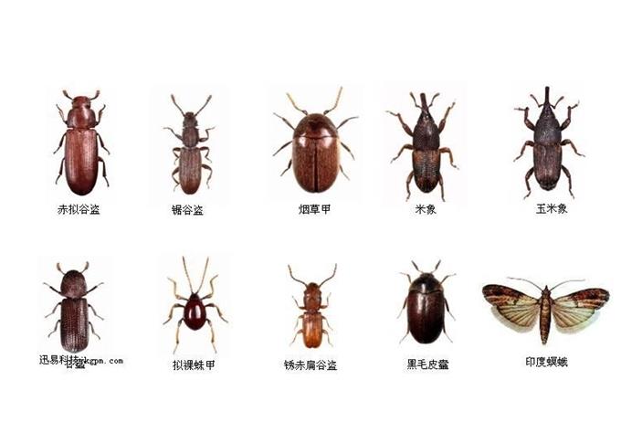 害虫有哪些 世界十大常见害虫(害虫汇总)