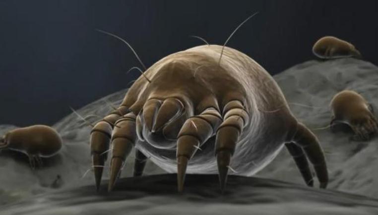 床上4个迹象说明螨虫 螨虫会一直在人身上吗