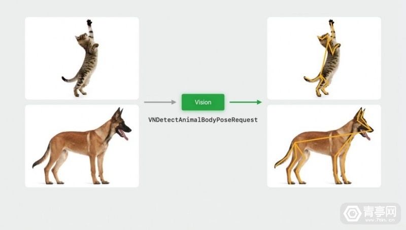苹果计算机视觉框架Vision支持追踪动物全身姿态